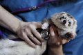 увеличить Рекс в Зеленограде