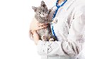 увеличить Рекс в Зеленограде